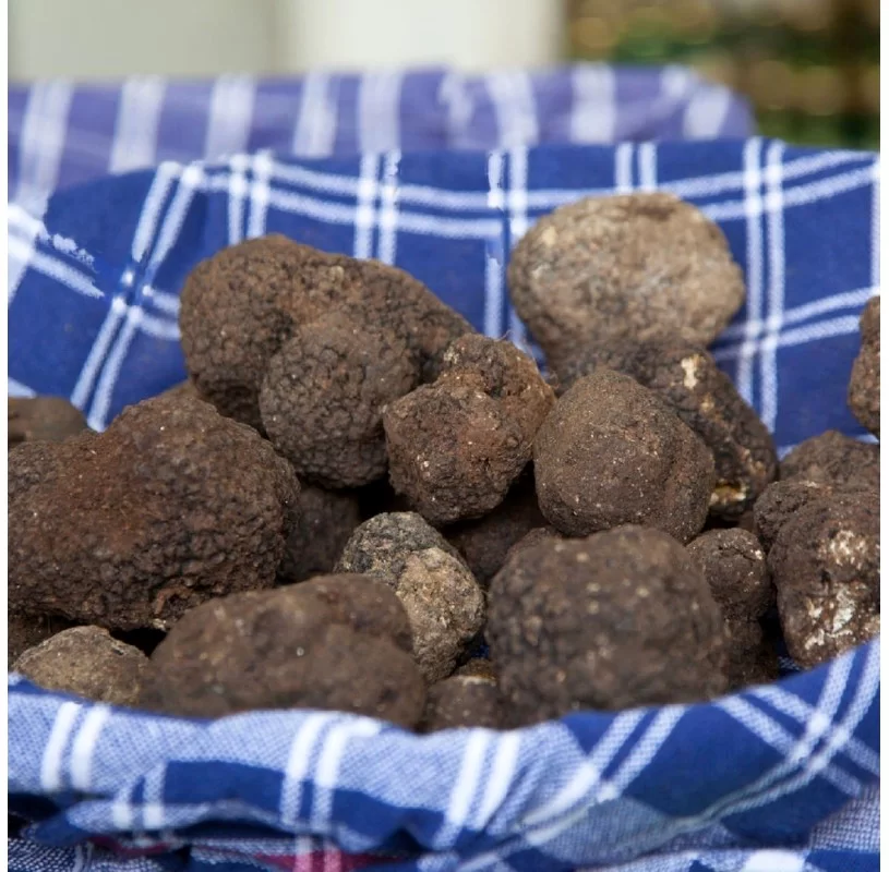 Tartufo Fresco Nero Pregiato Tuber Melanosporum Vittadini Bolognami