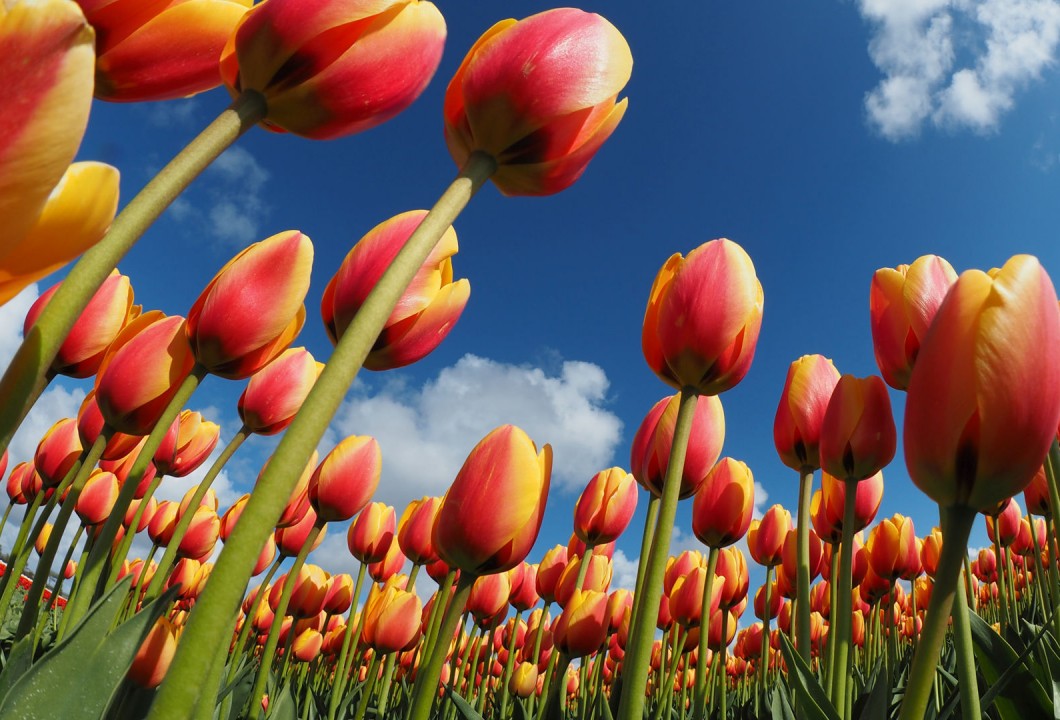 Festa del Tulipano e di Primavera un ritorno alla grande, fra tradizione e novità