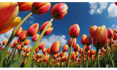 Festa del Tulipano e di Primavera un ritorno alla grande, fra tradizione e novità