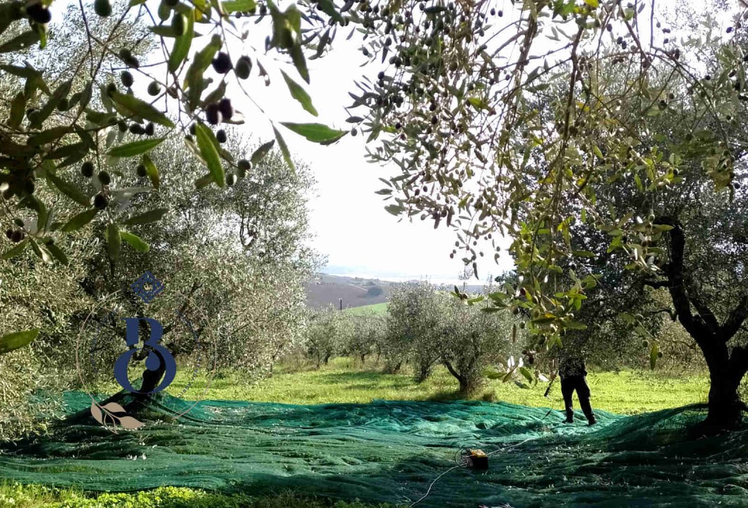 Raccolta delle Olive Bolognami 2024 Un'annata Speciale in Umbria!